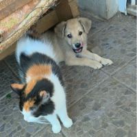 Codita un bebe damour #5