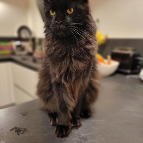 Mâle maine coon reproducteur black solide #1