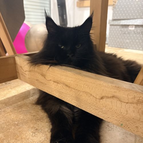 Mâle maine coon reproducteur black solide #3