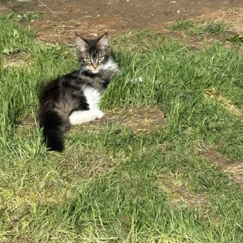 Mâle maine coon reproducteur black solide #4