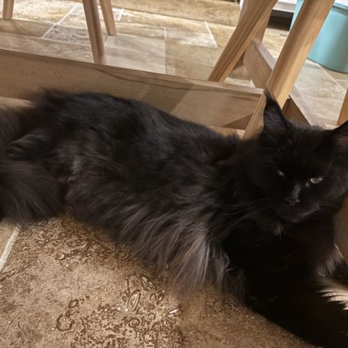 Mâle maine coon reproducteur black solide #6