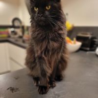 Mâle maine coon reproducteur black solide #1