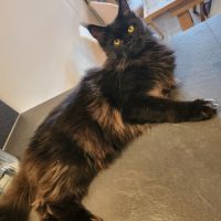 Mâle maine coon reproducteur black solide #0