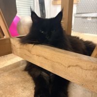 Mâle maine coon reproducteur black solide #3