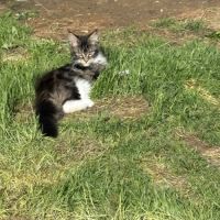 Mâle maine coon reproducteur black solide #4
