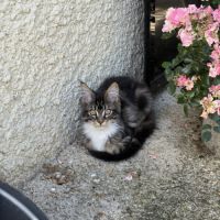 Mâle maine coon reproducteur black solide #5
