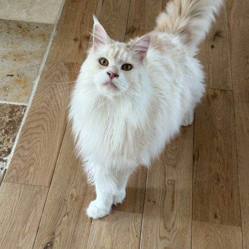 Mâle maine coon pour compagnie #4