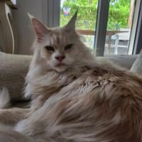 Mâle maine coon pour compagnie #1