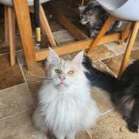 Mâle maine coon pour compagnie