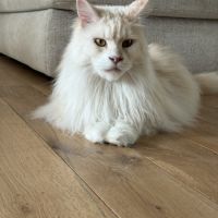 Mâle maine coon pour compagnie #3