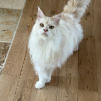 Mâle maine coon pour compagnie #4