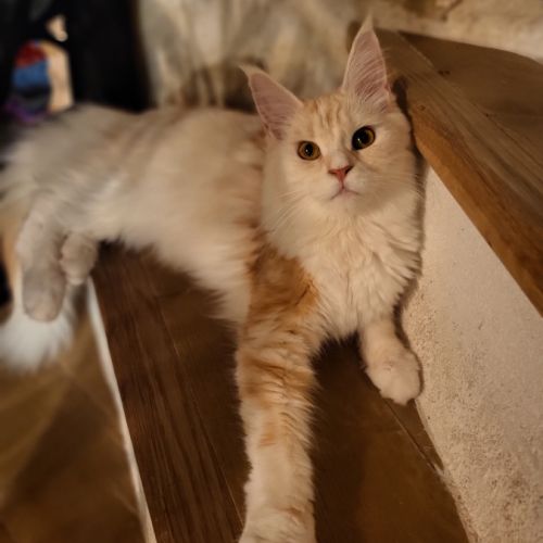Femelle maine coon pour compagnie #3