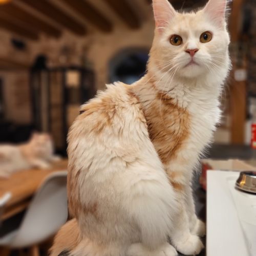 Femelle maine coon pour compagnie #4