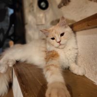 Femelle maine coon pour compagnie