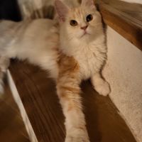 Femelle maine coon pour compagnie #2