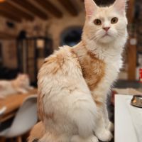 Femelle maine coon pour compagnie #4
