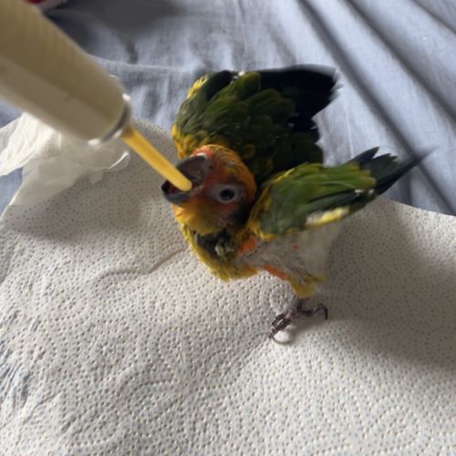 Conure soleil eam #0