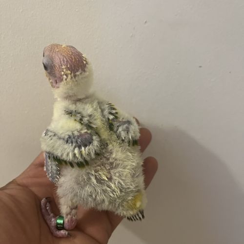Conure soleil eam #3