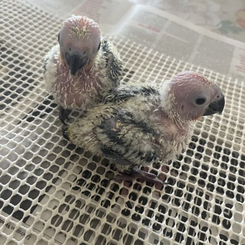 Conure soleil eam #4