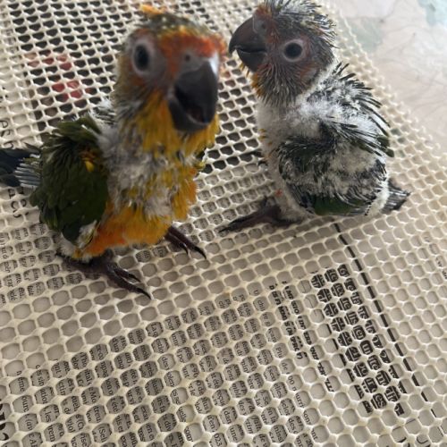 Conure soleil eam #5
