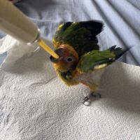 Conure soleil eam