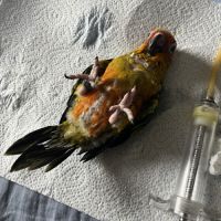 Conure soleil eam #2