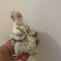 Conure soleil eam #3