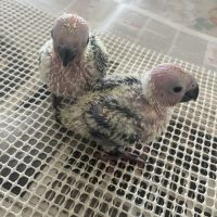 Conure soleil eam #4