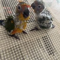 Conure soleil eam #5