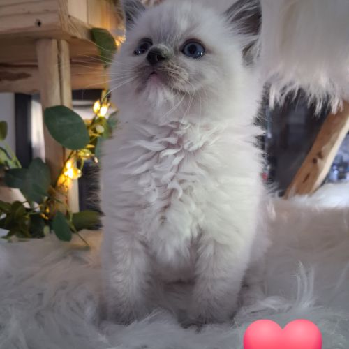 7 chatons ragdoll loof nés le 08/04/26 #1