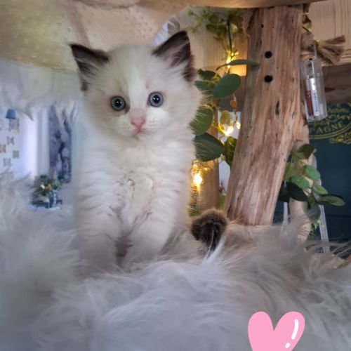 7 chatons ragdoll loof nés le 08/04/26 #3