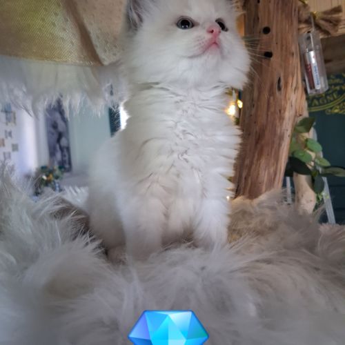 7 chatons ragdoll loof nés le 08/04/26 #4