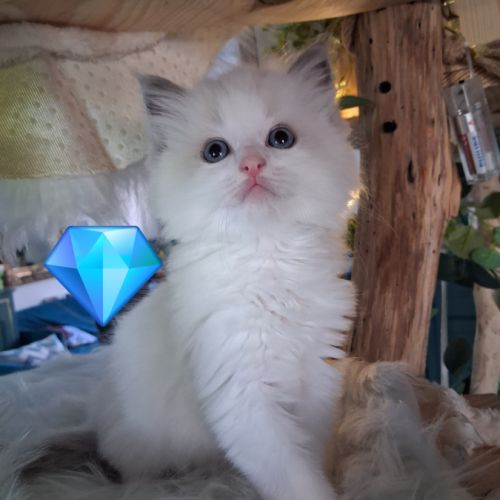 7 chatons ragdoll loof nés le 08/04/26 #0