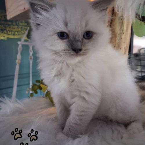 7 chatons ragdoll loof nés le 08/04/26 #8