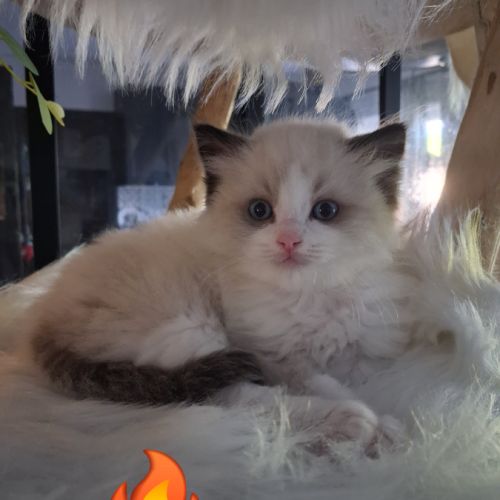 7 chatons ragdoll loof nés le 08/04/26 #9