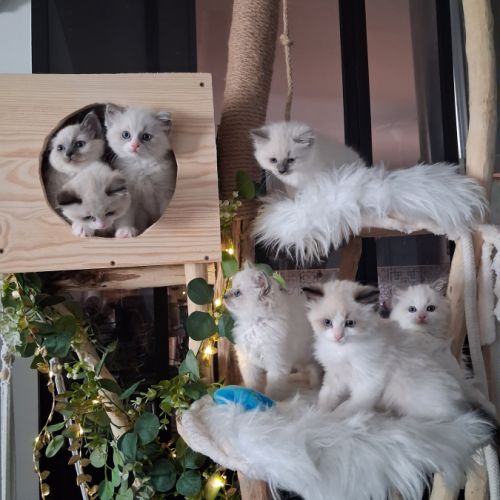 7 chatons ragdoll loof nés le 08/04/26