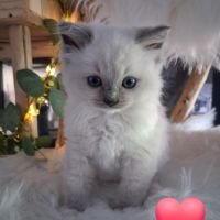 7 chatons ragdoll loof nés le 08/04/26 #2