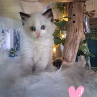 7 chatons ragdoll loof nés le 08/04/26 #3