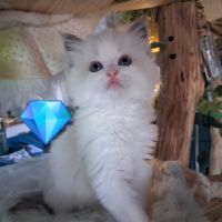 7 chatons ragdoll loof nés le 08/04/26