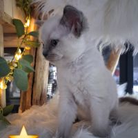 7 chatons ragdoll loof nés le 08/04/26 #6