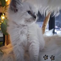 7 chatons ragdoll loof nés le 08/04/26 #7