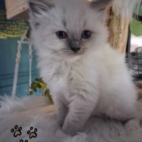 7 chatons ragdoll loof nés le 08/04/26 #8
