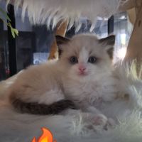 7 chatons ragdoll loof nés le 08/04/26 #9