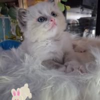 7 chatons ragdoll loof nés le 08/04/26 #10