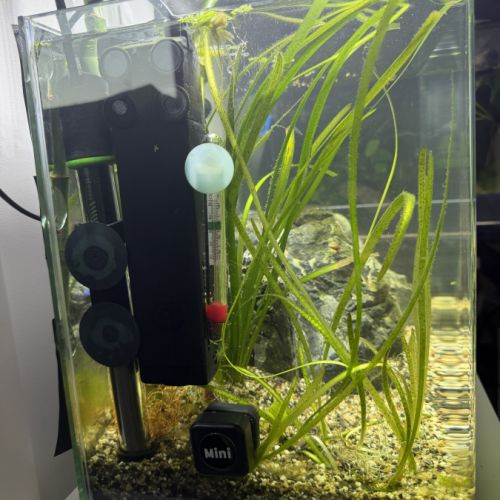 Aquarium + combatant #1