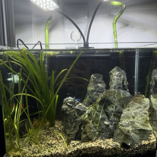 Aquarium + combatant #2