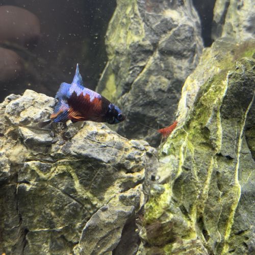 Aquarium + combatant