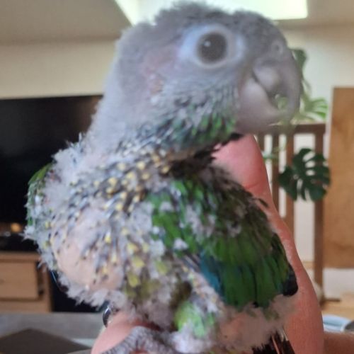 Conure hybrides #1