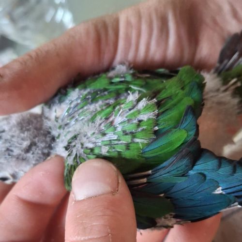 Conure hybrides #2