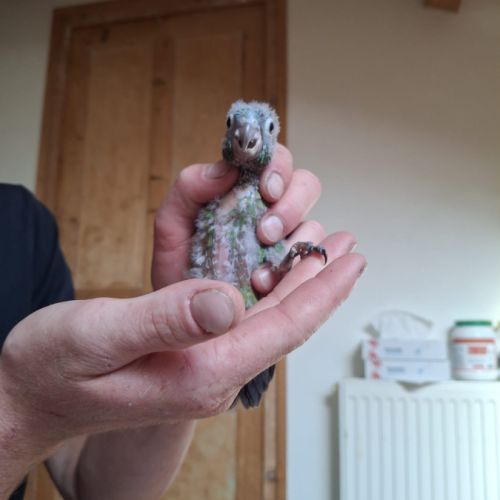 Conure hybrides